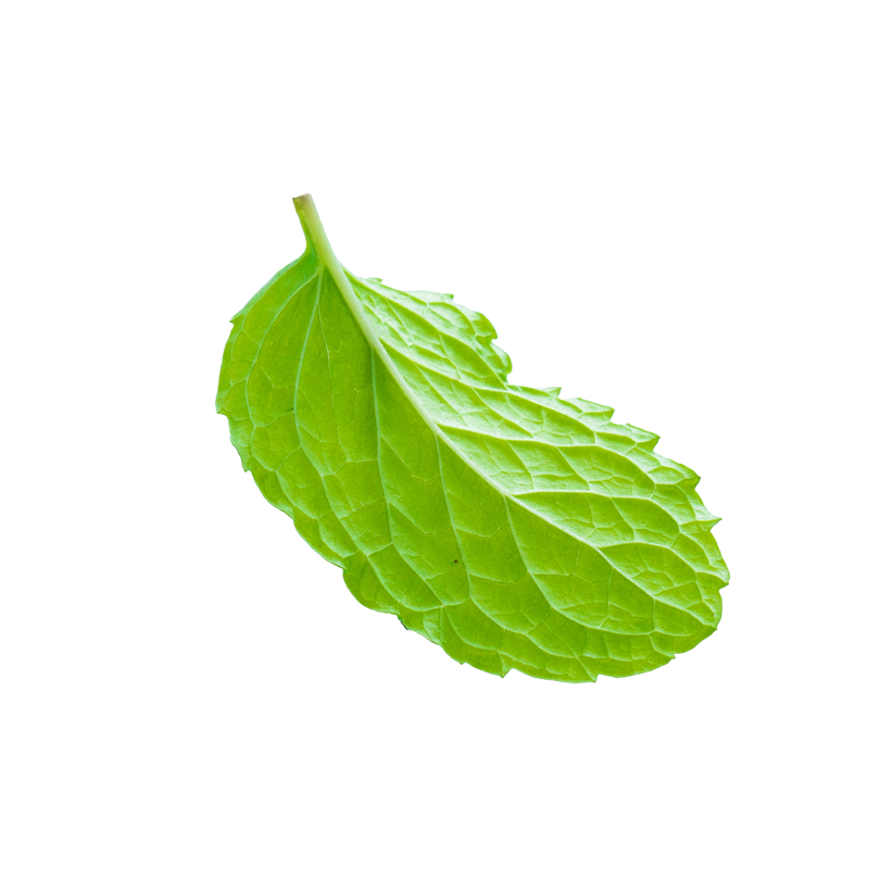 Sorbeval Mayorista de sorbetes menta